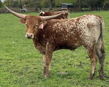 LCL Perdita